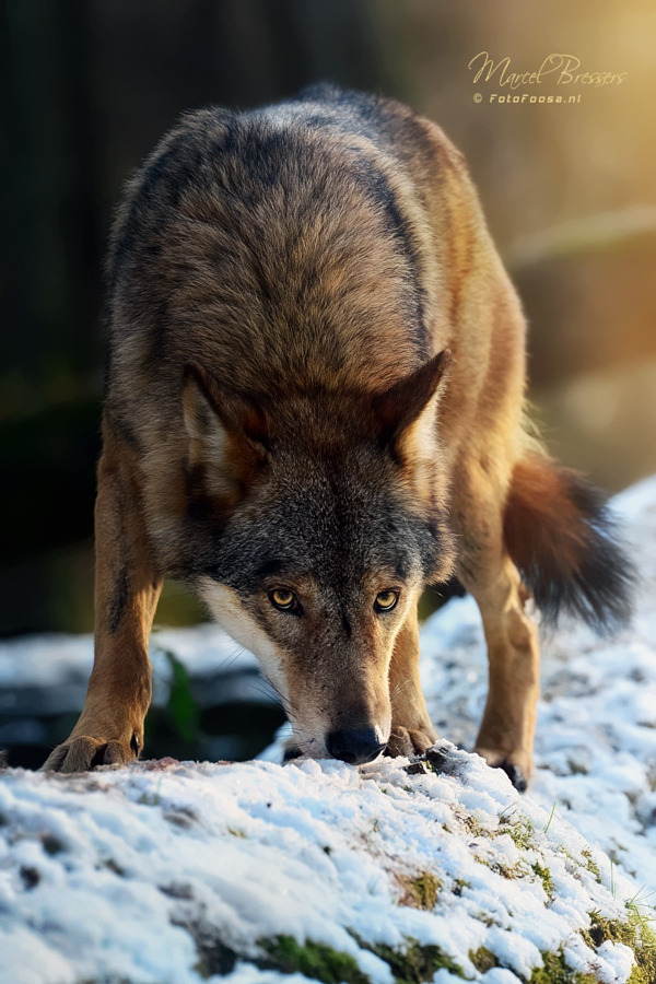 w-o-l-f&ndash;g-i-r-l:  ‘Hunger is stronger than fear’ by  Marcel Bressers