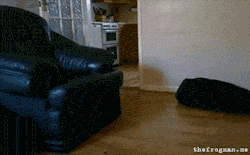 holmesandtheroman:  funnynhilariousgif:  I’ve seen this dozens of times but his shocked head shake still get me every time. »  infomercial dog