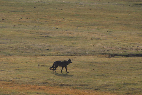 lonestray:Black wolf (black phase) in Lamar Valley, Yellowstone Bybecki61