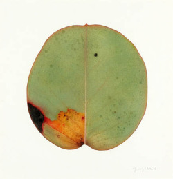 bees999:Jonathan Delafield Cook, Eucalyptus,