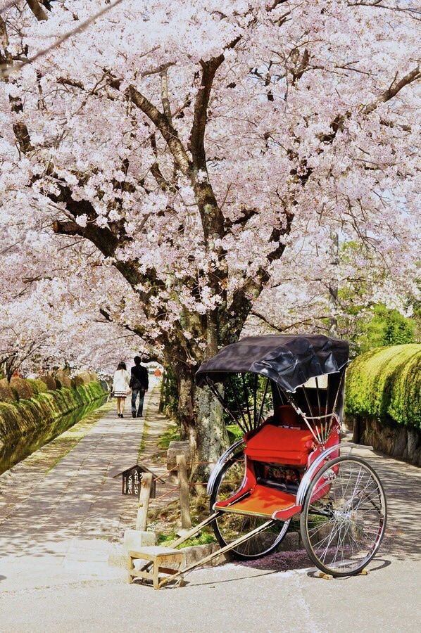 zekkei-beautiful-scenery:  Cherry blossoms in Japan  Sakura is a part of Japanese