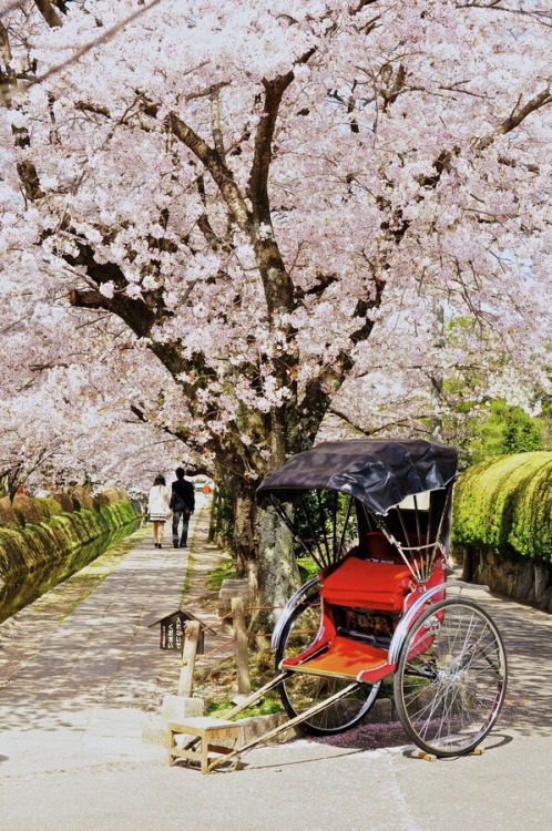 zekkei-beautiful-scenery:Cherry blossoms in Japan  Sakura is a part of Japanese culture. 桜咲く日本 世界の絶景