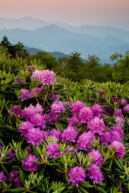 tulipnight:Carver’sGap by Rob Travis on Flickr.