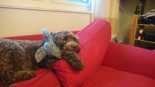 Wanda, my labradoodle, fast asleep with her stuffed elephant.