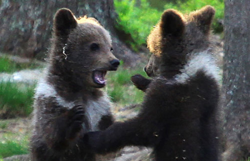 awesome-picz: Teacher Stumbles Upon Baby Bears ‘Dancing’ In Finland Forest, Thinks He&rs