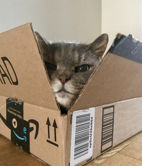 cutekittensarefun:We call this the “Outrage Box” because she gets in it when she is mad at us