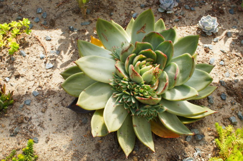 Porn flora-file:  Echeveria agavoides (by flora-file) photos