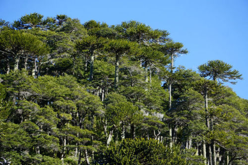 Pucon, Chile Pucon is a great place if you love the outdoors. We hadn’t had a chance to go for