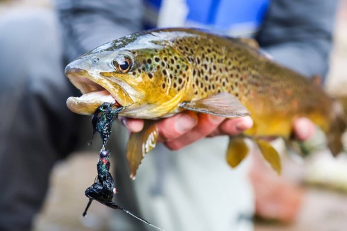 Cheech leech munchin’ Brownie.#flyfishfood #flyfishingphotography #browntrout #repyourwater 