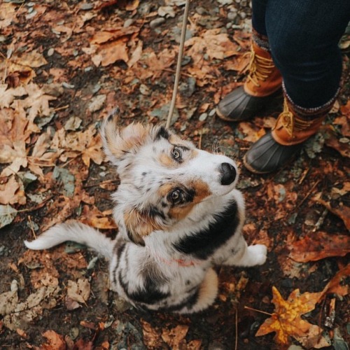 warm-and-cozy-autumn: Autumn blog