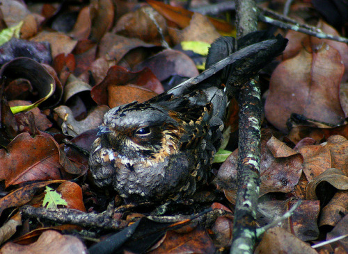 Fiery-necked Nightjar (Caprimulgus pectoralis) Distribution: Southern Africa IUCN Status: Least Conc