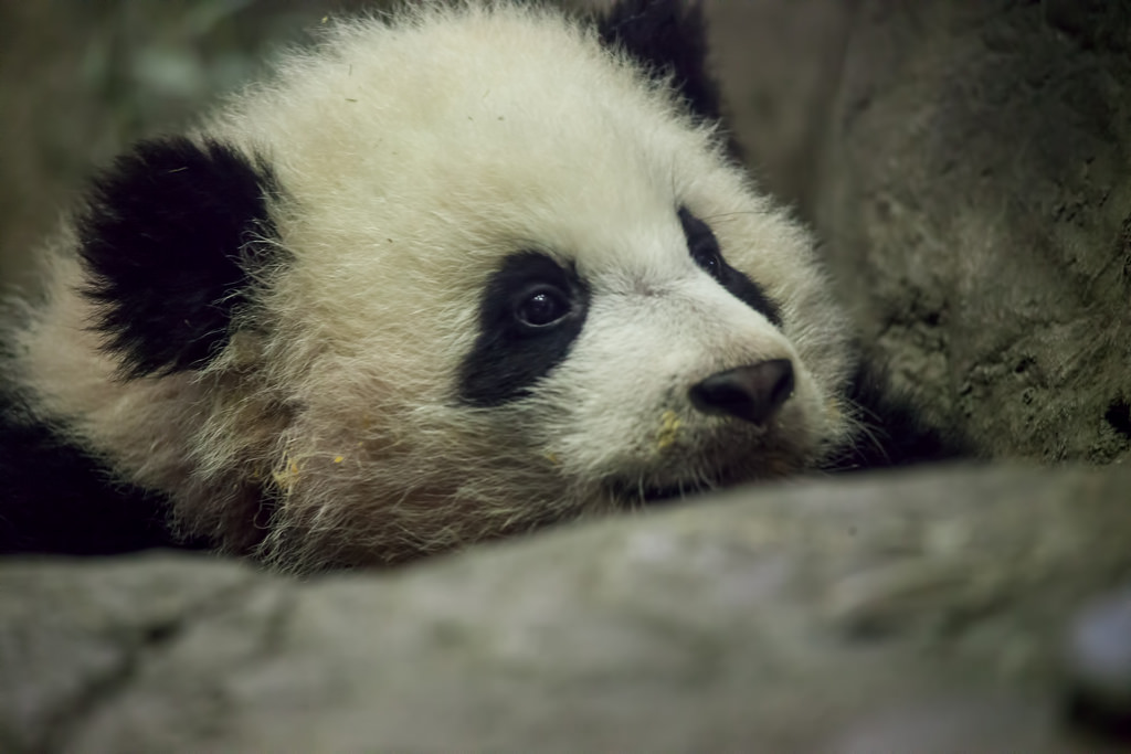 giantpandaphotos:  Bao Bao at the National Zoo in Washington D.C. on February 8,