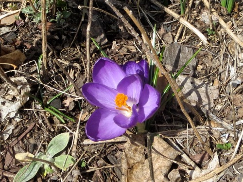 Crocuses in someone else’s garden yesterday.