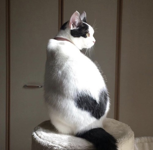 friendly-animals:  (Source)