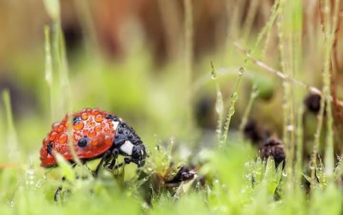 asylum-art:  Macro LadybugsIreland-based photographer Tomasz Skoczen has a knack for taking macro images, exposing the rarely seen worlds that surround us. Skoczen uses a Canon 5D Mark II in his backyard where he finds these marco scenes.Skoczen knows