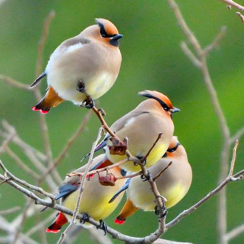Japanese Waxwing.