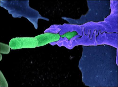 squidscientistas:brainsandbodies:Anthrax bacteria being swallowed by an immune system cell “Multiple