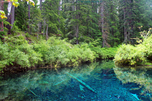 bright-witch: The Wellspring - June 2016Pacific Northwest photography © Michelle Nicole.My Blog
