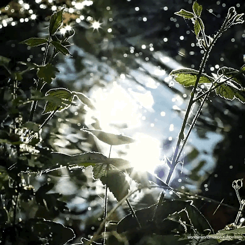 asteira:deep in the meadow, under a willow, a bed of grass, a soft green pillow