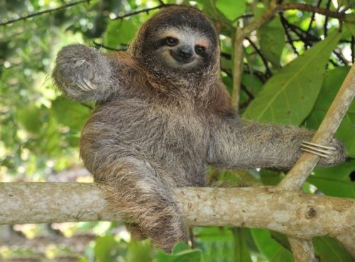 Sloth… I love sloths…