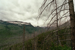 vorrid:  Dead Trees by Have a Robot Day on Flickr.
