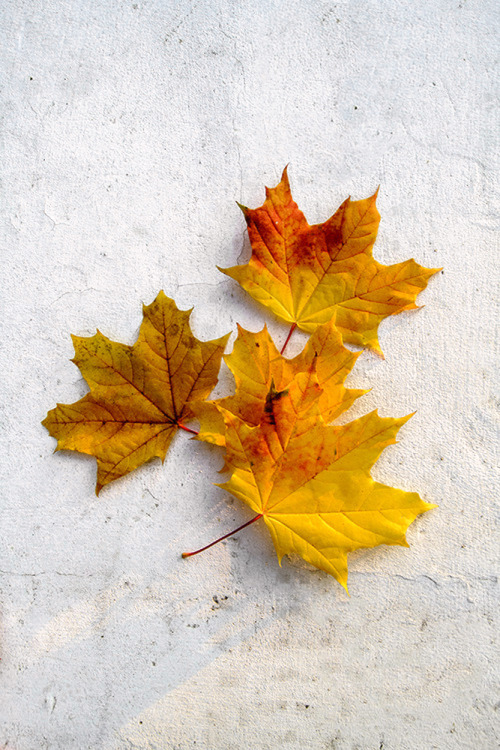 Bright colors of autumn