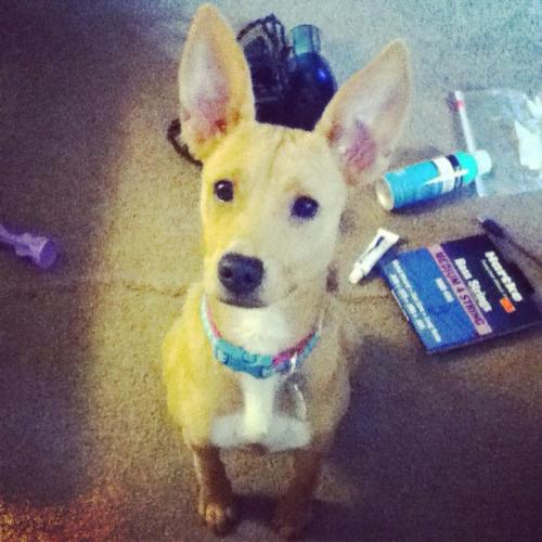 corgis-everywhere:This is my corgi/doberman mix Bambi. submitted by costofnothingawawawaw :~)Corgerm