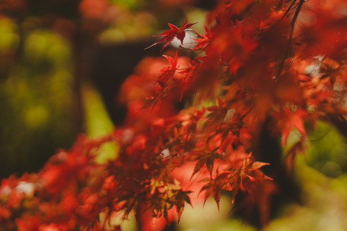 『晩秋の宝泉寺温泉』sony a6400 + SIGMA 56mm F1.4 DC DN | Contemporary2021.12location : 静岡県 Shiuoka, japan