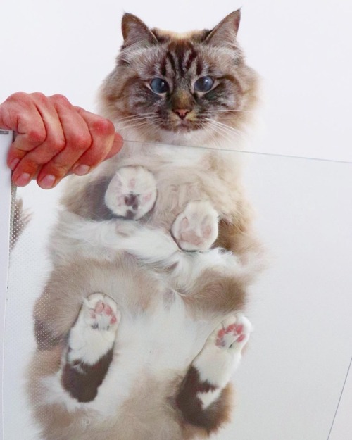 atraversso: Ninja cats by:   Nelly & Gilbert The Cats    