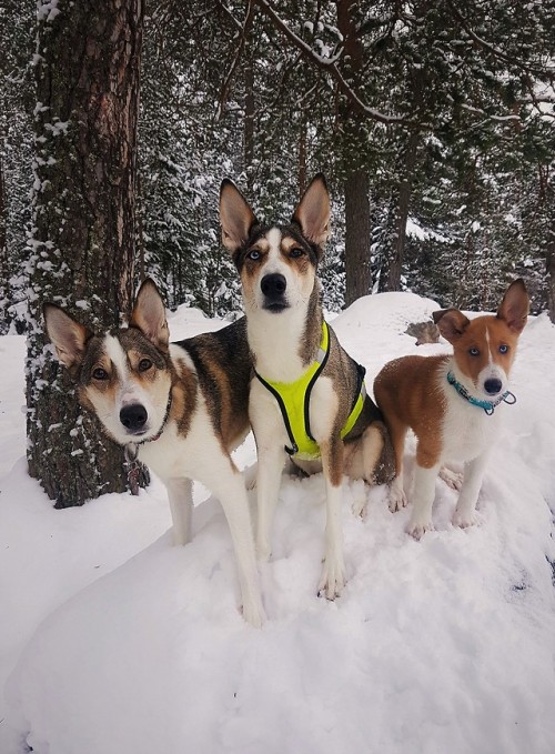 Noyal Team dogsleft two are Siberian husky/smooth collie, right is Siberian husky/smooth collie cros