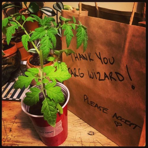 Received this beautiful tomato plant as a gift on our last t-shirt delivery run - amazing - thank yo