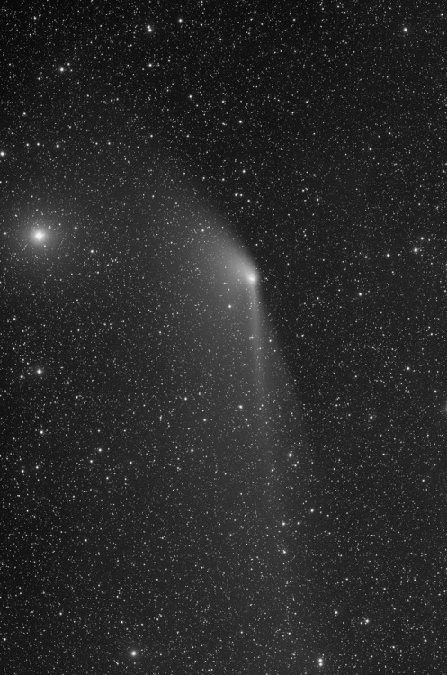 galaxyshmalaxy: Comet C/2011 L4 Panstarrs near Alrai Widefield L - May 12, 2013 (by Joseph Brimacomb