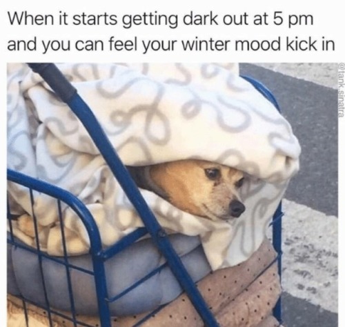 Best Dog Memes(Or Anything Else That Has Dogs 😉)