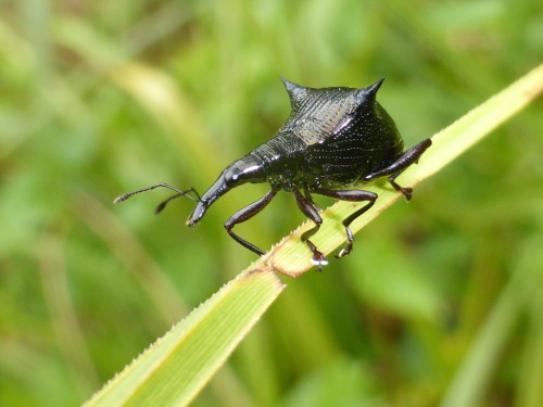 onenicebugperday:Two-spined weevil, Nyxetes bidens, Curculionidae Found only in New ZealandPhot