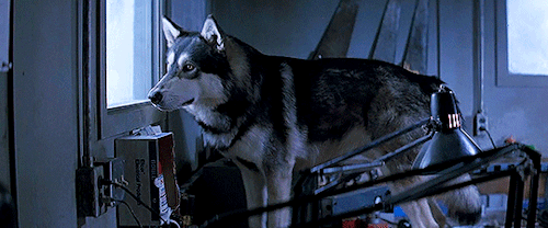 areax:  Jed portrayed the shapeshifting alien taking the form of a Norwegian dog in John Carpenter’s The Thing (1982). Jed was half-wolf, half Canadian malamute, and according to Carpenter, was an excellent animal actor—after becoming familiar with