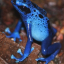 pererecaazul