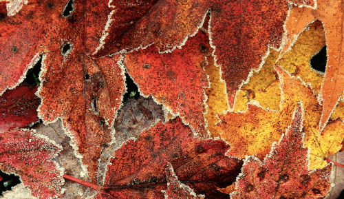nubbsgalore:  late autumn hoarfrost, formed on the edges and spines of leaves as the humidity in the atmosphere condenses on the ground, which under clear skies loses heat more quickly than the surrounding air. photos by (click pic) allyhook, duncan