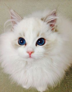 l-1ghters:summervirgin: Look  at them eyes…how could one say no.  This cat looks like an angel. 