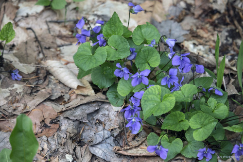 Favorites: Bunches of Wood Violet are springing from the forest floor like wild bouquets. © riv