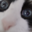 ninelskh