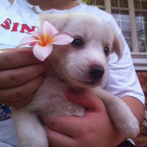 My Dog Being An Artsy Cutie Omygod