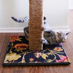 tardis-at-hogwarts-with-luna:  xdarkxfairyx:  GUYS THIS IS IMPORTANT. PLEASE REBLOG. SO MY AUNT, WHO OWNS A CAT HAD ONE OF THESE SCRATCH POLE THINGIES AND WHILE SHE WAS AT WORK HER CAT WAS SCRATCHING AT IT. HER CAT THEN GOT ONE OF THE STRINGS WRAPPED