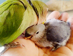 tootricky:Baby lovebird grooming time (source)