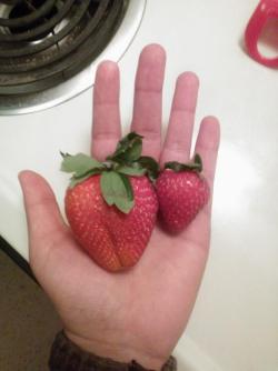 Giant strawberry I found in my batch tonight. Regular one for comparison.