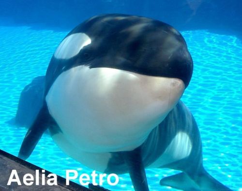 Gender: FemalePod: N/A (Mother was Kiska)Place of Capture: Captive bornDate of Capture: Born August 