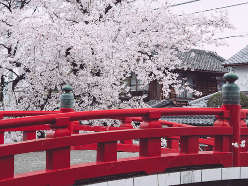 kvnai:深谷 唐沢川桜堤 by  かがみ～Karasawa River in Fukaya