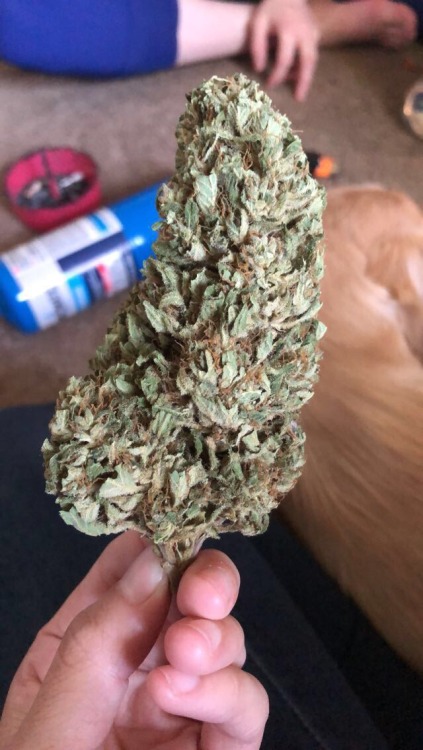 smoking-healthy:The Carol-Jake-Renee nug of 9lb Hammer. We started smoking away at it when we hang o