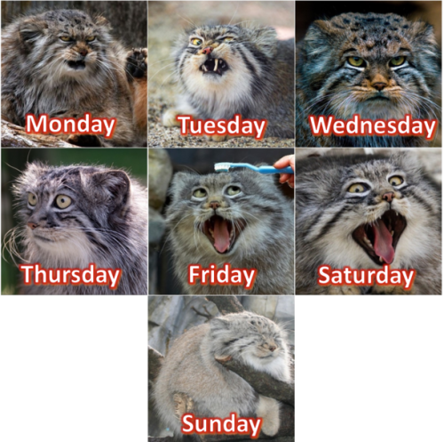 memeguy-com: The Manul Cat seems very expressive so I made it into a week-calendar