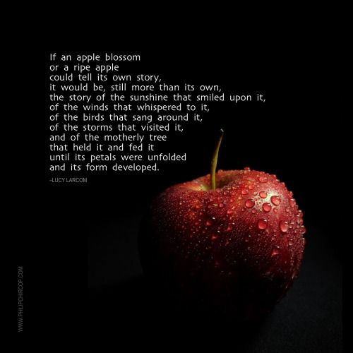 AN APPLE TELLING ITS STORYNow imagine you are the apple, you are the blossoming and ripening fruit &