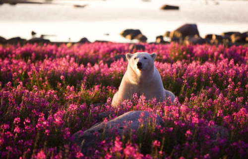 XXX awkwardsituationist:  michael poliza in churchill photo